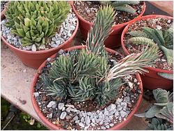 Haworthia glauca