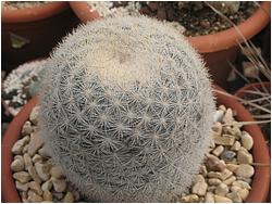 Mammillaria candida