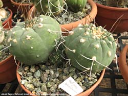 Matucana madisoniorum