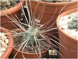 Tephrocactus