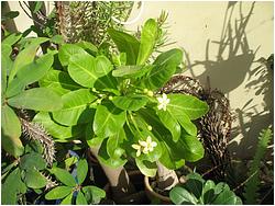 Brighamia insignis