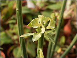 Euphorbia pteroneura 