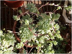 Graptopetalum macdougallii