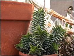 Haworthia viscosa