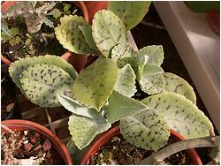 Kalanchoe gastonis-bonnieri 