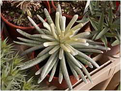 Senecio scaposus