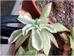 Aeonium viscatum f. variegata