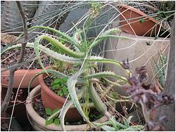 Aloe arborescens f. variegata