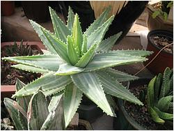 Aloe brevifolia f. variegata