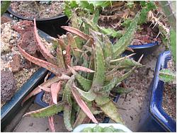 Aloe fragilis