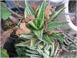 Aloe mitriformis f. variegata