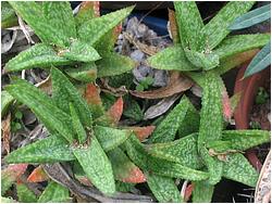 Aloe pearsonii