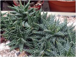 Aloe cv. Pepe (A. descoingsii x haworthioides)