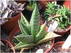 Aloe sladeniana