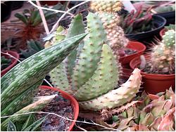 Aloe spinosa