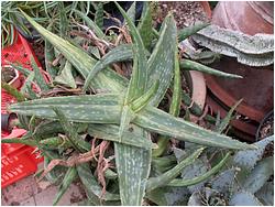 Aloe saponaria f. variegata
