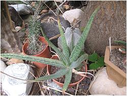 Aloe vera f. variegata