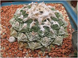 Ariocarpus fissuratus