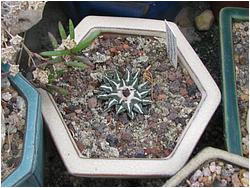 Ariocarpus kotschoubeyanus v elephantidens