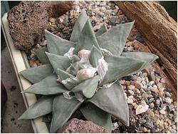 Ariocarpus trigonus