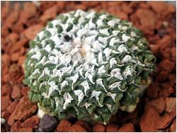 Ariocarpus