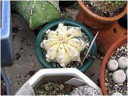 Astrophytum hybr. variegated