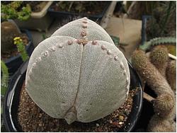 Astrophytum myriostigma tricostata