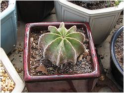 Aztekium hintonii