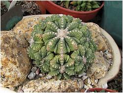 Aztekium