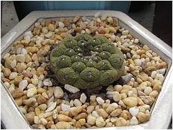 Copiapoa hypogaea