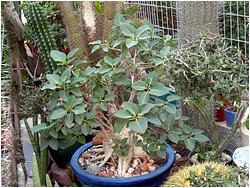 Ficus sp.