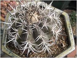 Copiapoa dura