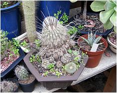 Copiapoa haseltoniana