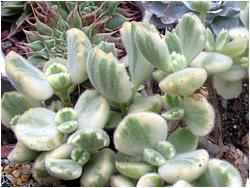 Cotyledon tomentosa f. variegata 