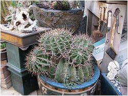 Echinocactus visnaga