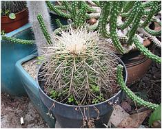 Echinocactus grusonii v. albispinus