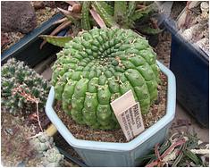 Euphorbia gymnocalycioides