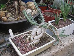 Euphorbia knutii