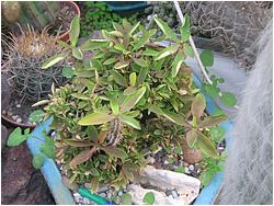 Euphorbia milii crested