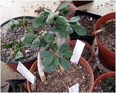 Euphorbia ubomboensis