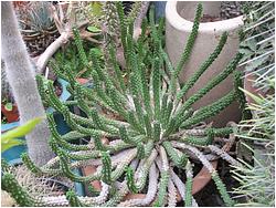 Euphorbia inermis