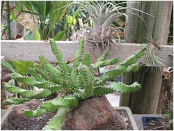 Euphorbia stellata