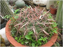 Echinocactus (Homalocephala) texensis