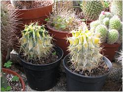 Ferocactus sp. f. variegata