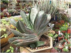 Gasteria cv. Satsusatsu no matsu