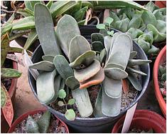 Gasteria cv. Japan Isomatsu nishiki