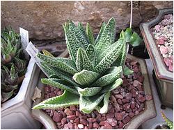 Gasteria multipea