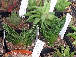 Gasteria cv. Sugared