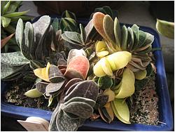 Gasteria gracilis v. minima f. variegata