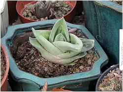 Gasteria cv. Green Ice